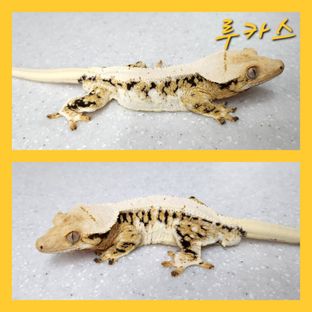 루카스