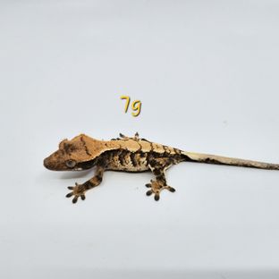 랄프 홍순-9