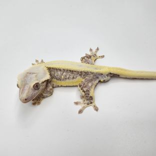 릴잔틱
