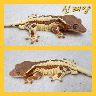 신태양