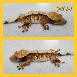 제니