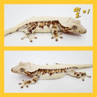 별이