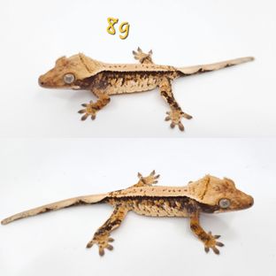 노멀 트라이 익스트림할리퀸