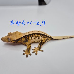 노멀 트라이 익스트림할리퀸 핀스트라이프