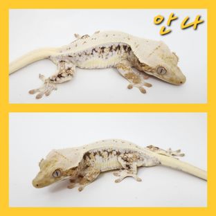 안나