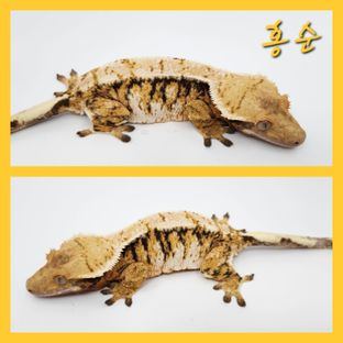 홍순