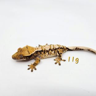 랄프 계월향-6