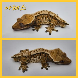 아레스