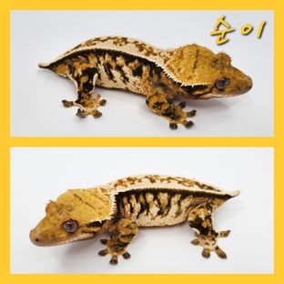 순이
