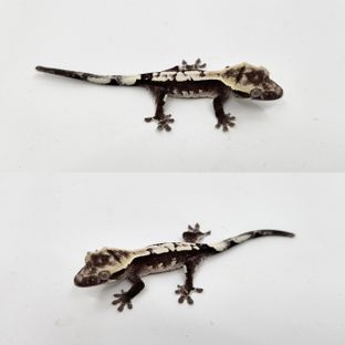 아잔틱