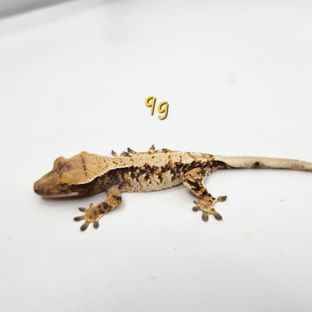 랄프 홍순-3