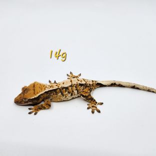 랄프 홍순-8