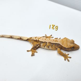 소월-3