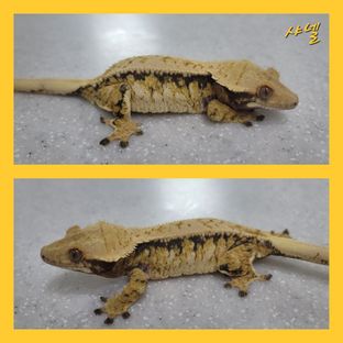 샤넬
