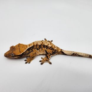 랄프 계월향-2