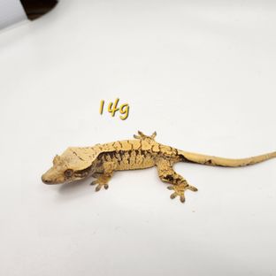 루카스 루시-3