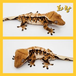 화랑