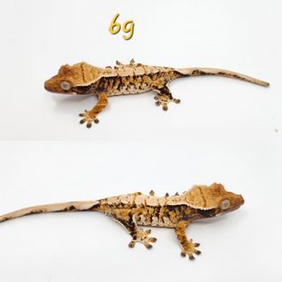 노멀 트라이 익스트림할리퀸 화이트스팟