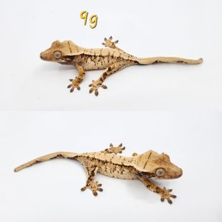 노멀 트라이 익스트림할리퀸