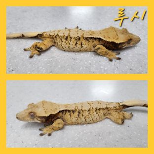 루시