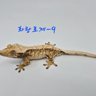 노멀 트라이 익스트림할리퀸 쿼드