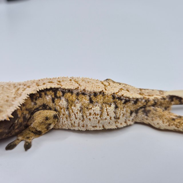 노멀 트라이 익스트림할리퀸 쿼드