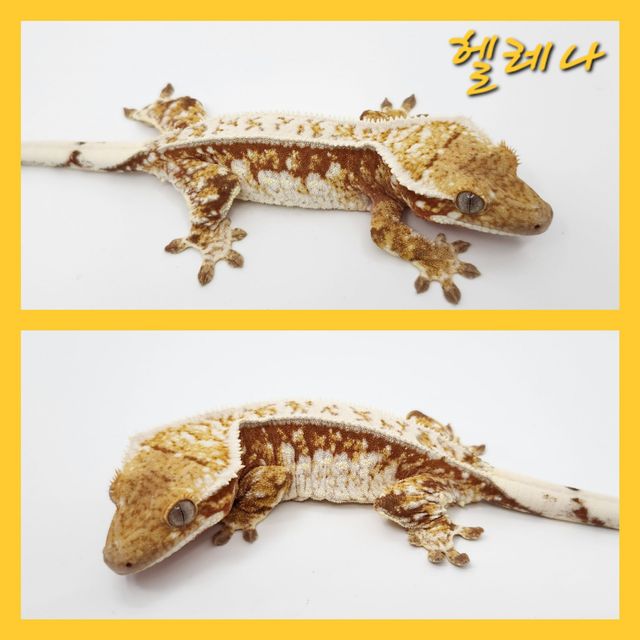릴리화이트 레드 화이트핀