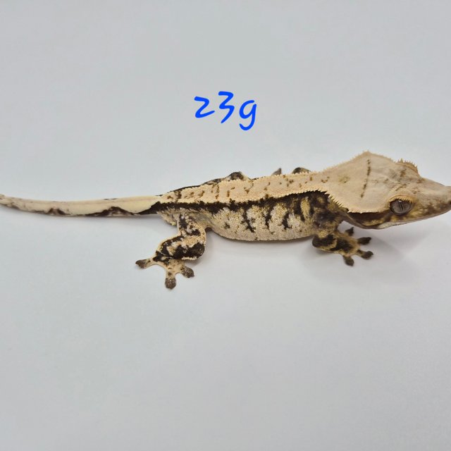 노멀 트라이 익스트림할리퀸