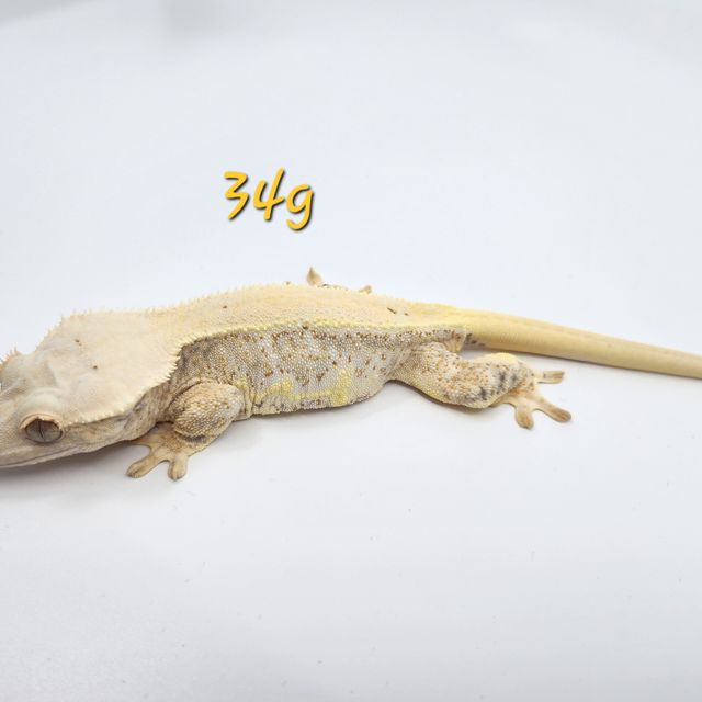 릴리화이트 트라이
