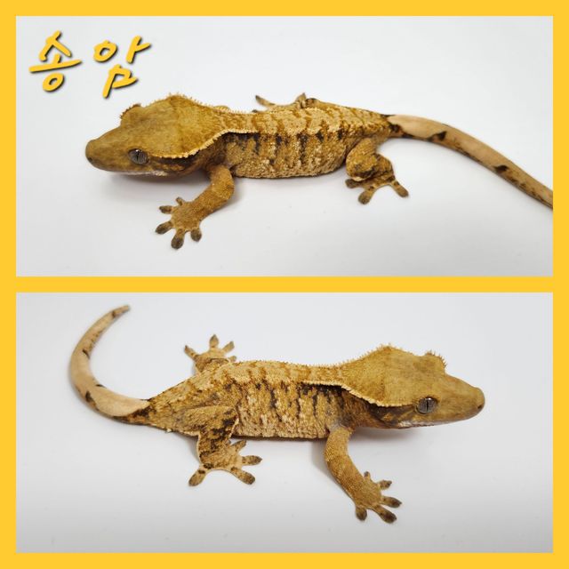 노멀 트라이 익스트림할리퀸 바브
