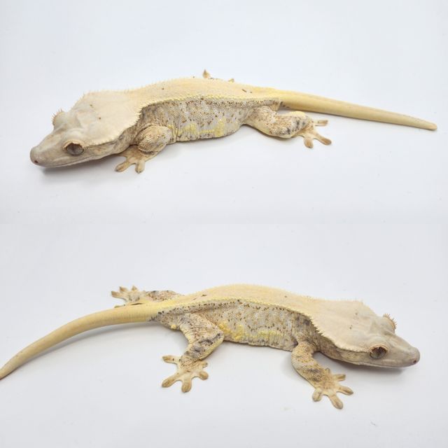 릴리화이트 트라이