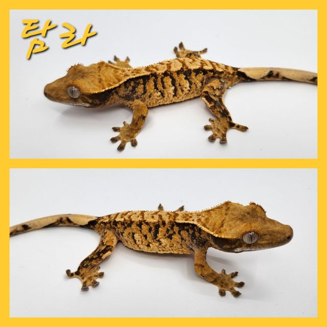 노멀 트라이 익스트림할리퀸 바브