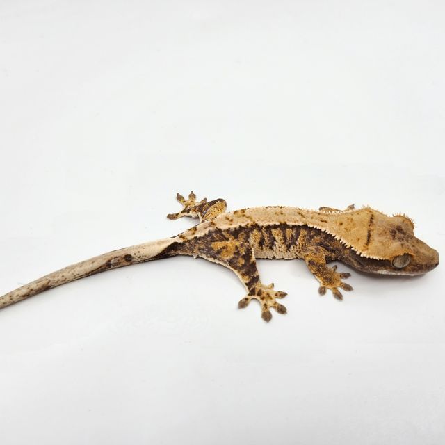 노멀 익스트림할리퀸 트라이 바브