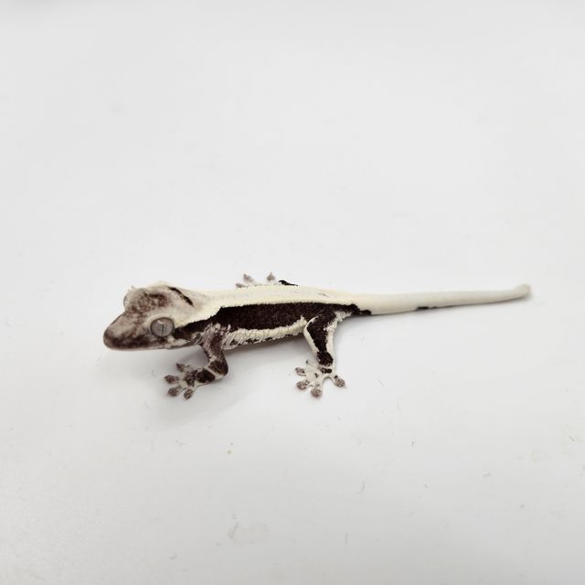릴잔틱