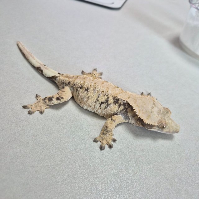 노멀 트라이 익스트림할리퀸 화이트스팟