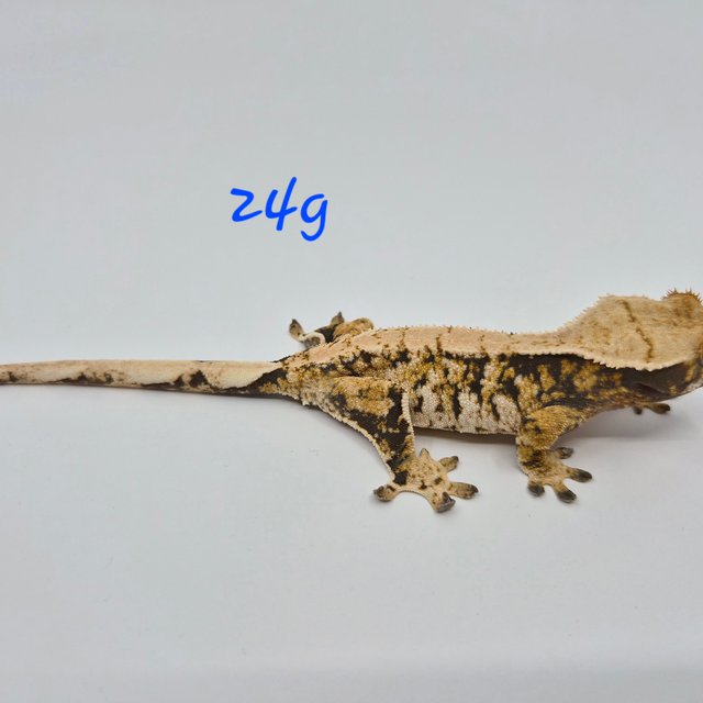 노멀 트라이 익스트림할리퀸 화이트핀