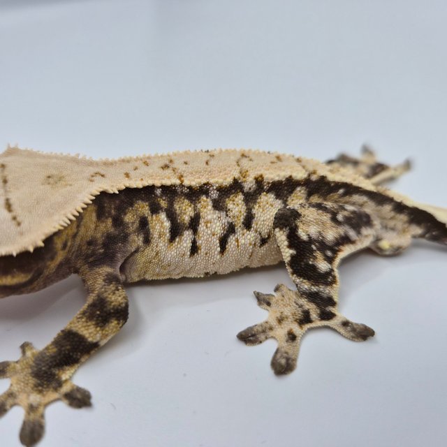 노멀 트라이 익스트림할리퀸