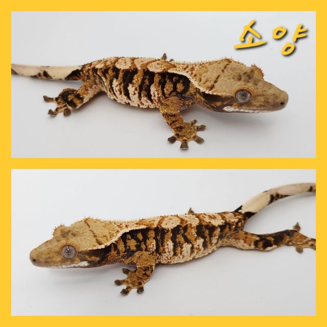 노멀 트라이 익스트림할리퀸 바브