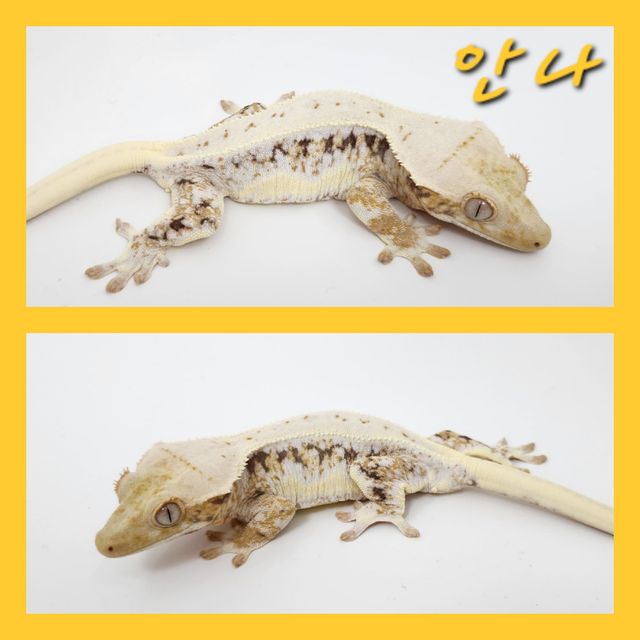 릴리화이트