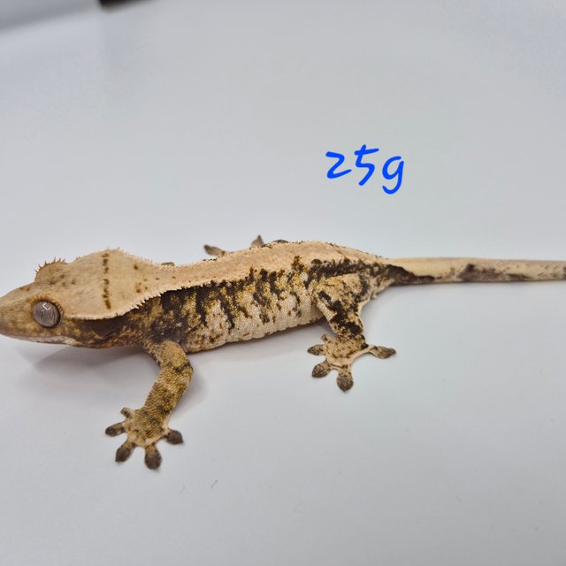 노멀 트라이 익스트림할리퀸 화이트스팟