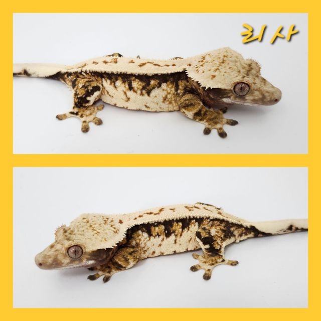 노멀 트라이 익스트림할리퀸