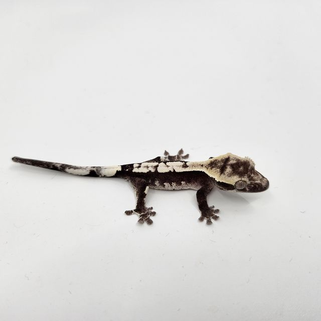 아잔틱