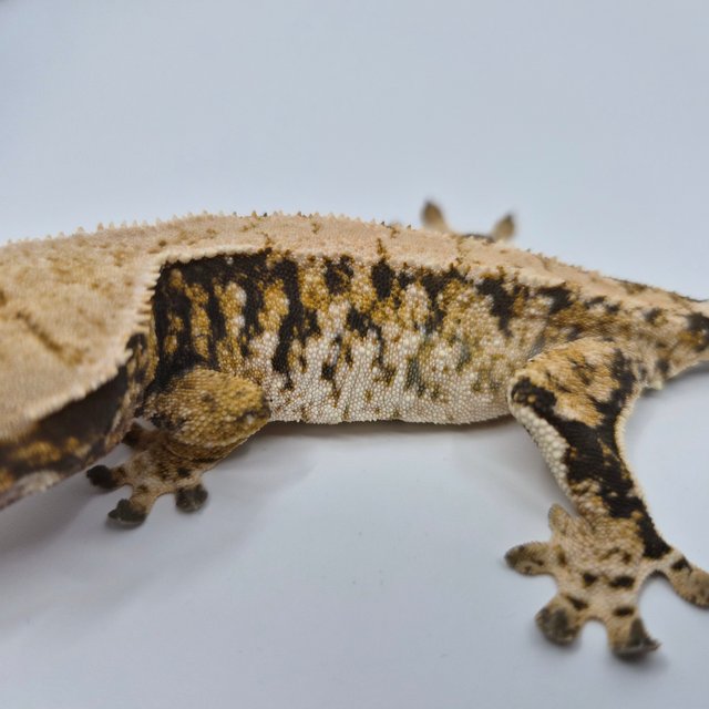 노멀 트라이 익스트림할리퀸 화이트핀