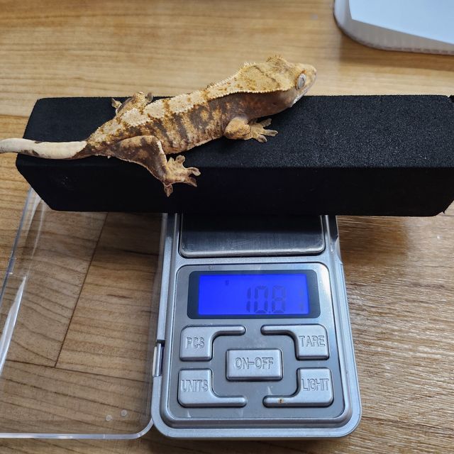 노멀 트라이 익스트림할리퀸