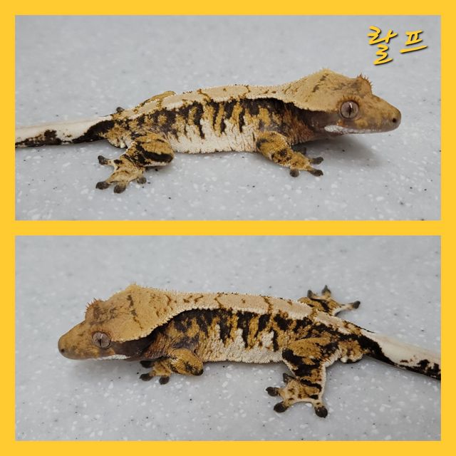 노멀 트라이 익스트림할리퀸 바브