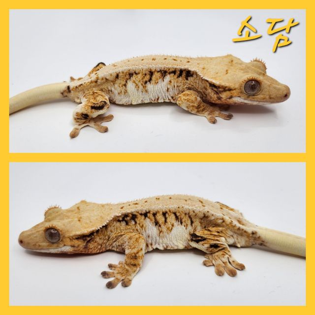 릴리화이트 트라이