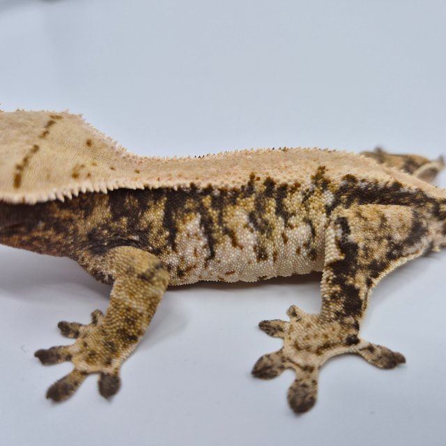 노멀 트라이 익스트림할리퀸 화이트스팟