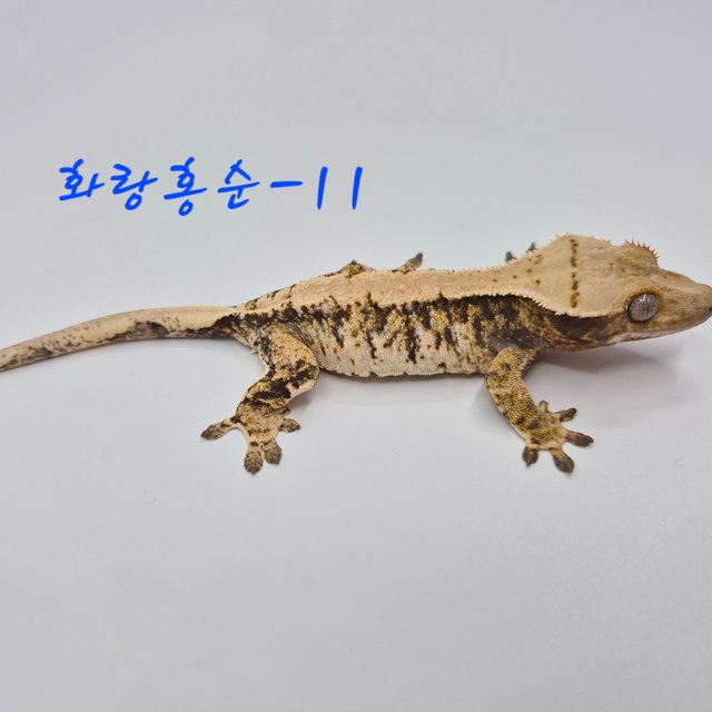 노멀 트라이 익스트림할리퀸 화이트스팟