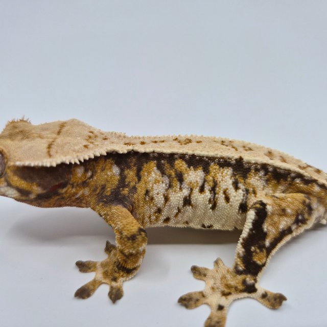 노멀 트라이 익스트림할리퀸 화이트스팟 텐저린