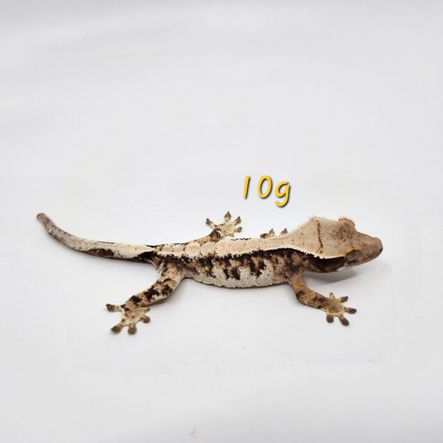 익스트림할리퀸 트라이 바브 노멀